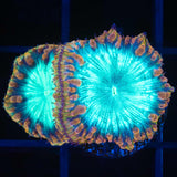 Rainbow Blastomussa Coral