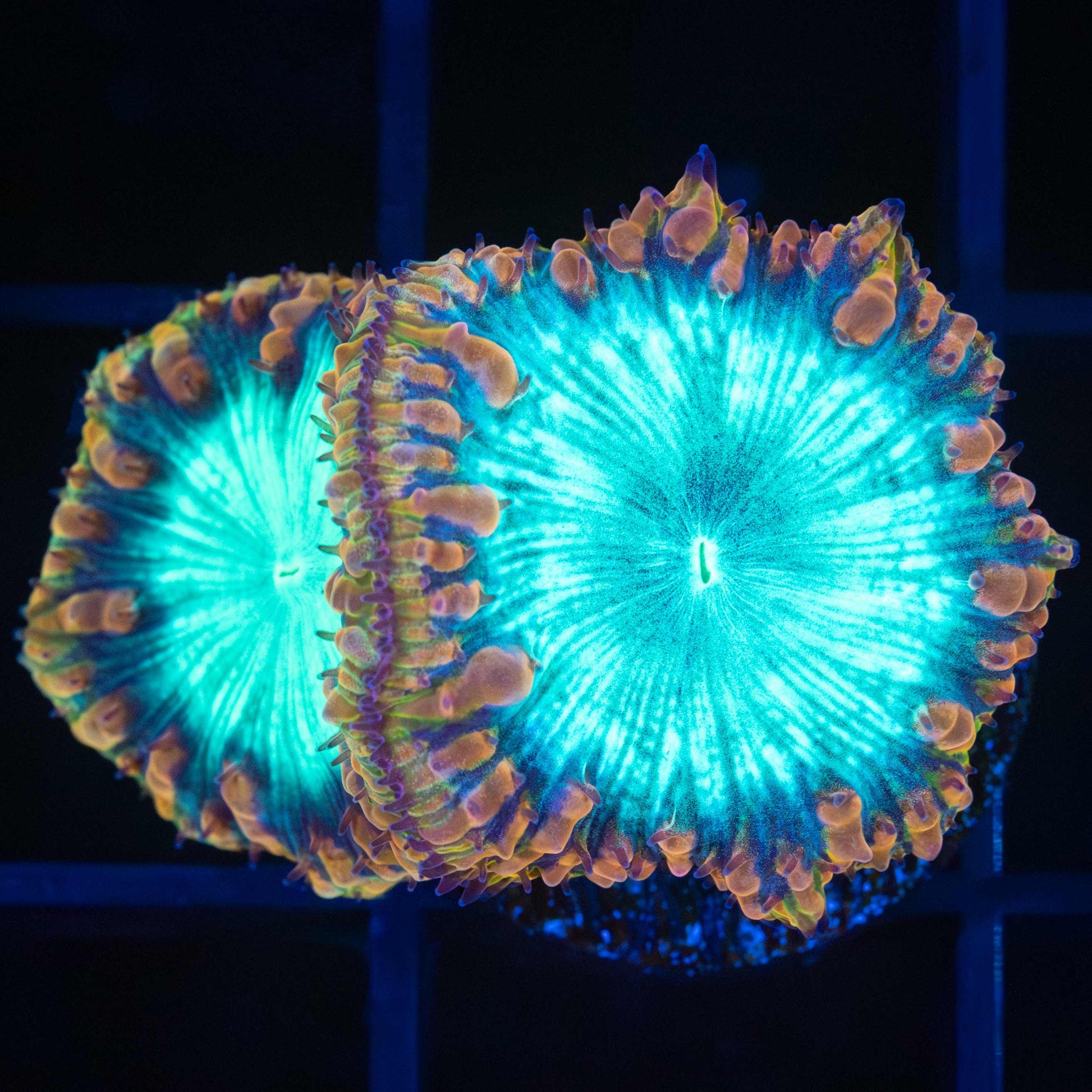 Rainbow Blastomussa Coral