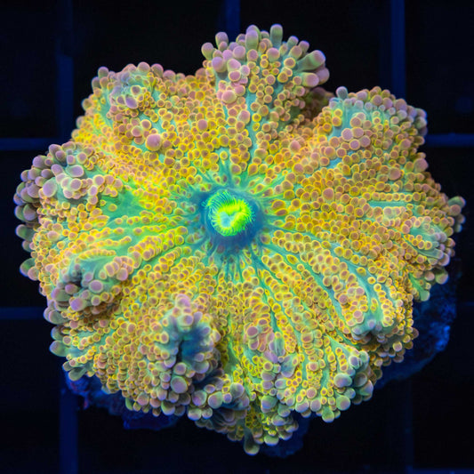 XL Gold Rainbow Yuma