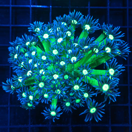 Green and Blue Goniopora Colony 4.5"