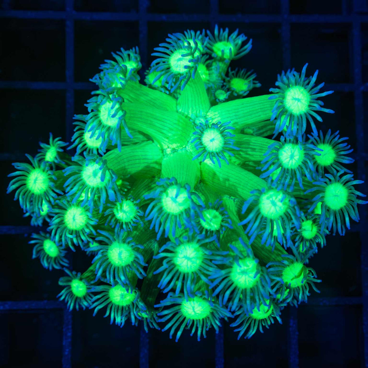 Goniopora Colony
