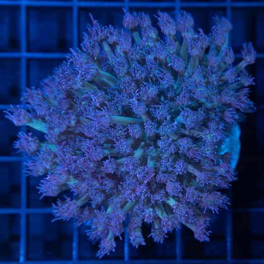Goniopora Colony 3.25"