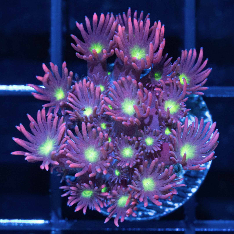 LPS Corals For Sale – Page 4 – Lucky Corals