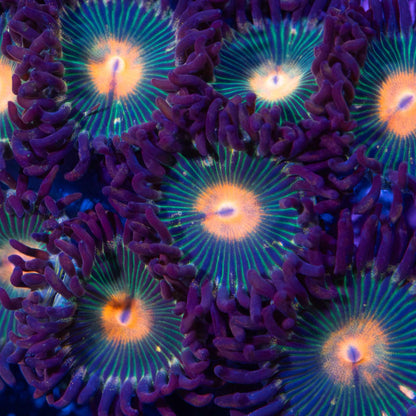 Gorilla Nipples Zoanthid Colony