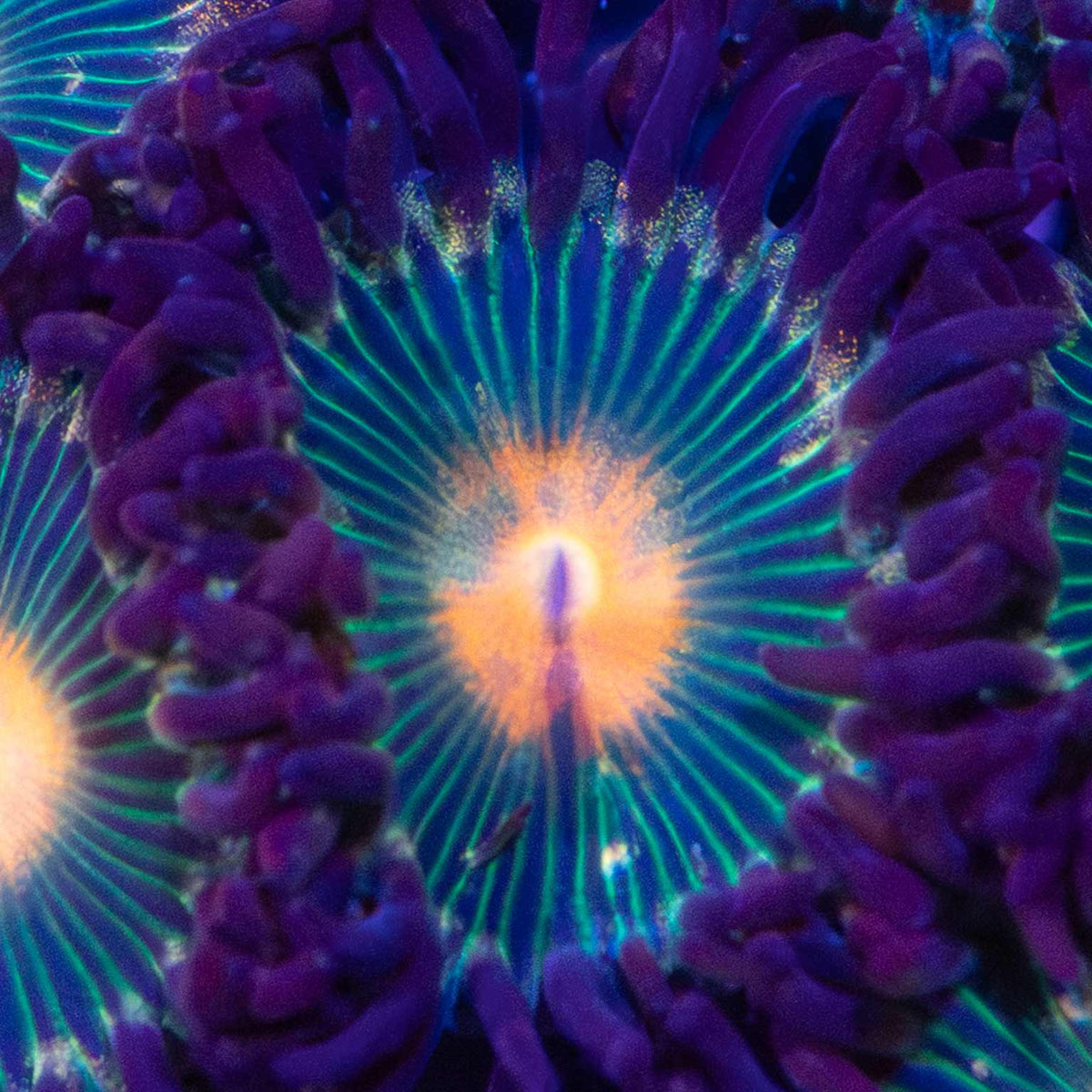 Gorilla Nipples Zoanthid