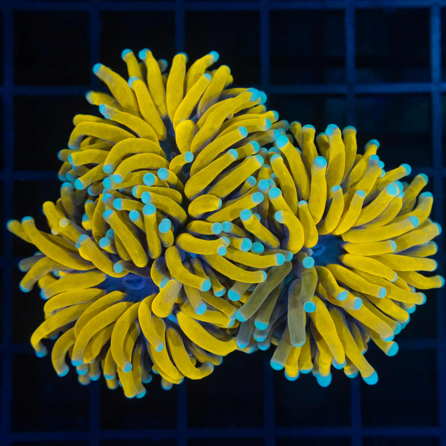 Grafted Banana Torch Coral Colony (2.5 Heads)