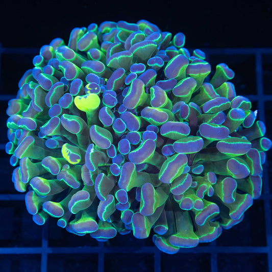 Grafted Hologram Hammer Colony (3 Heads)