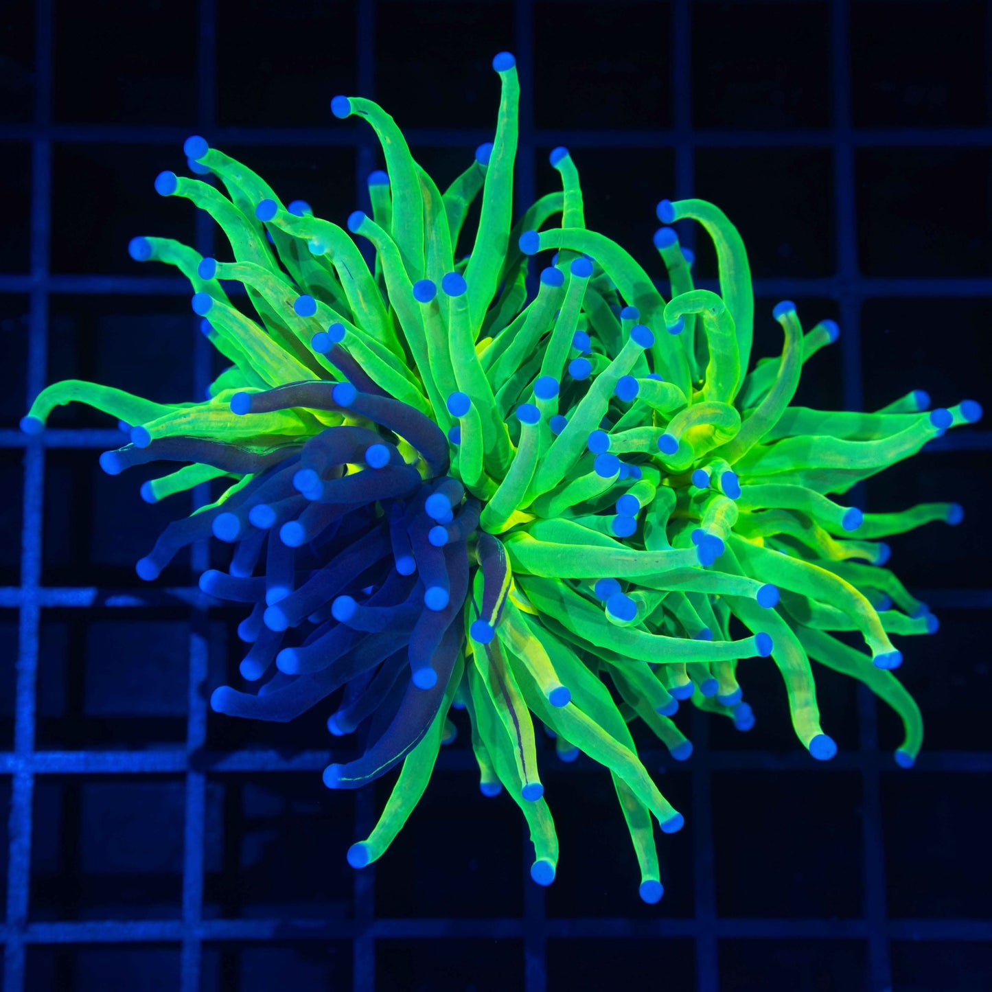 2 Heads Grafted Holy Grail Torch (1 Grafted)