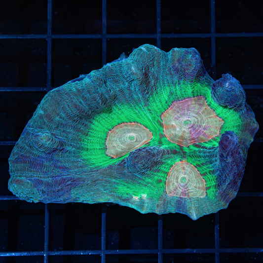 Grafted Rainbow Pectinia Coral