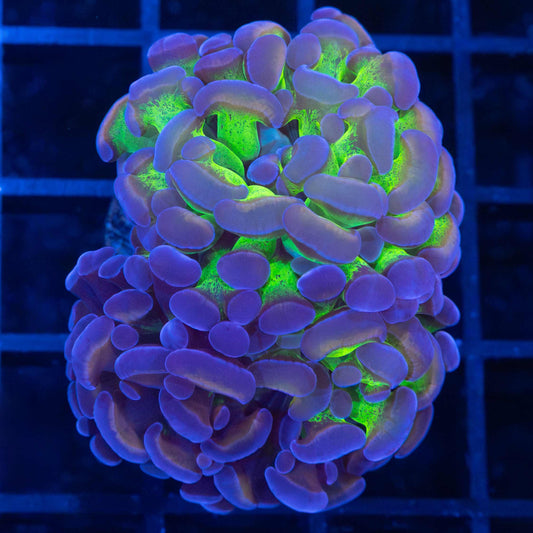 Grafted Stem 4 Color Hammer