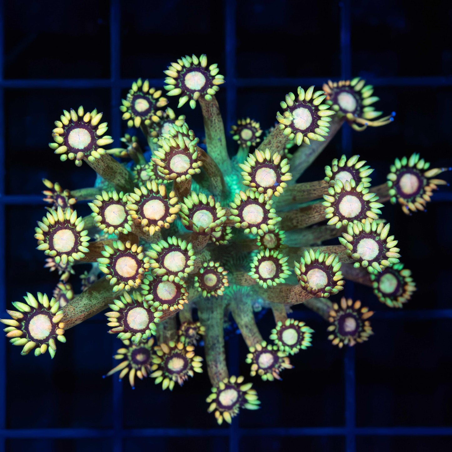 Grander Master Goni (Large Frag)