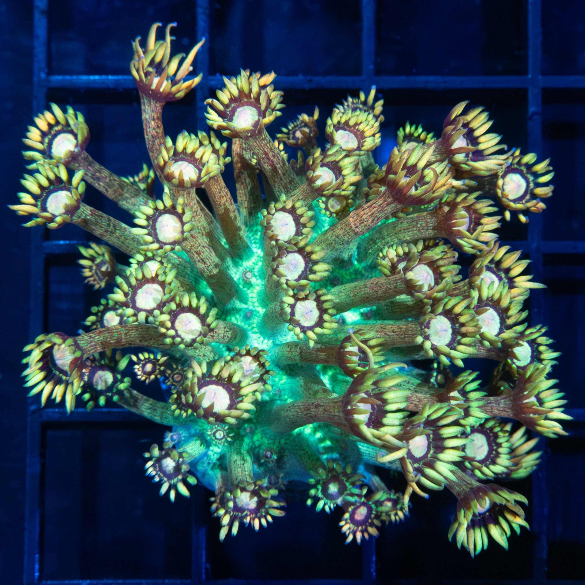 Grander Master Goni (Large Frag)