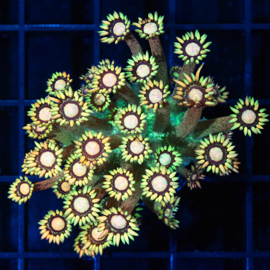 Grander Master Goni (Large Frag)
