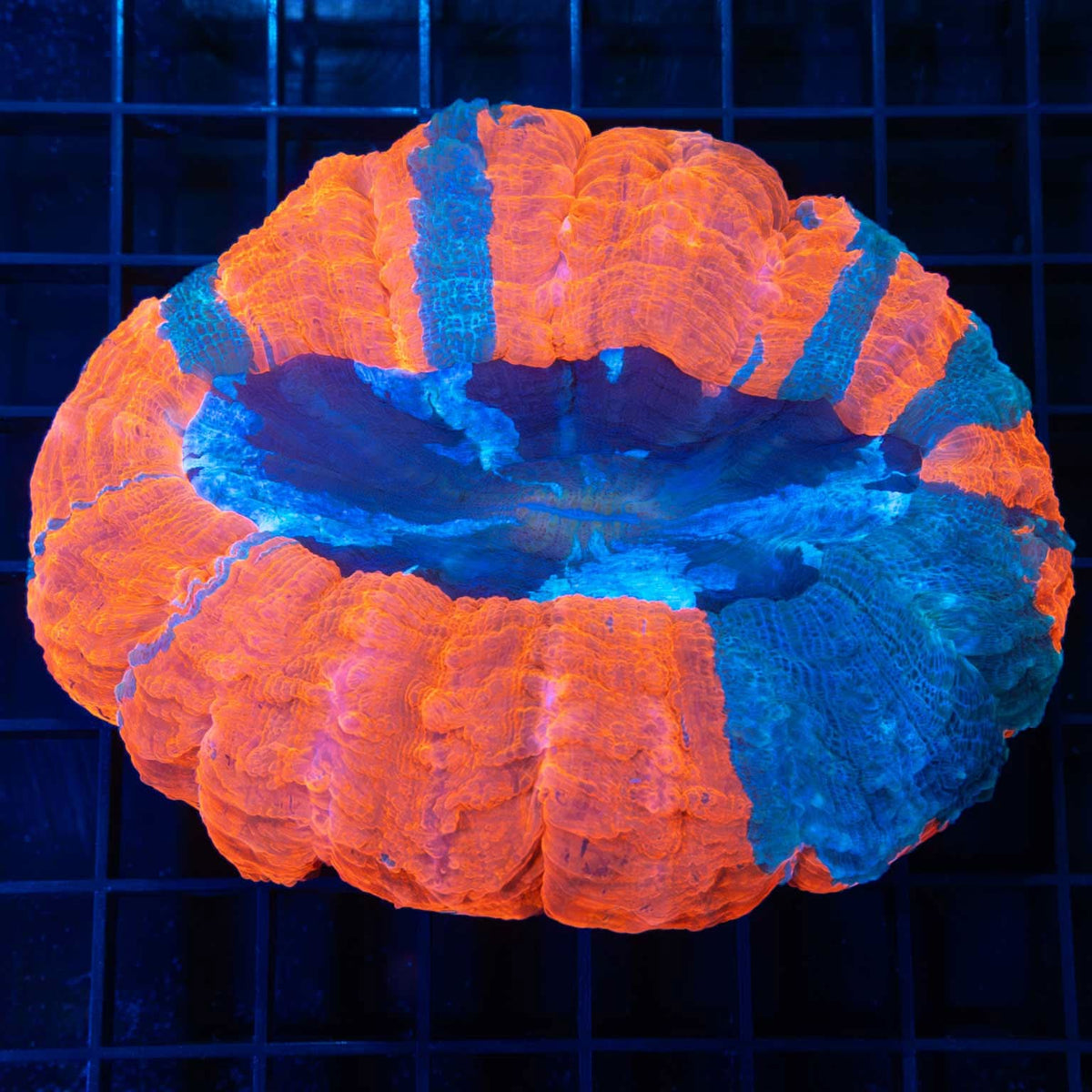 Neon Orange and Blue Acanthophyllia