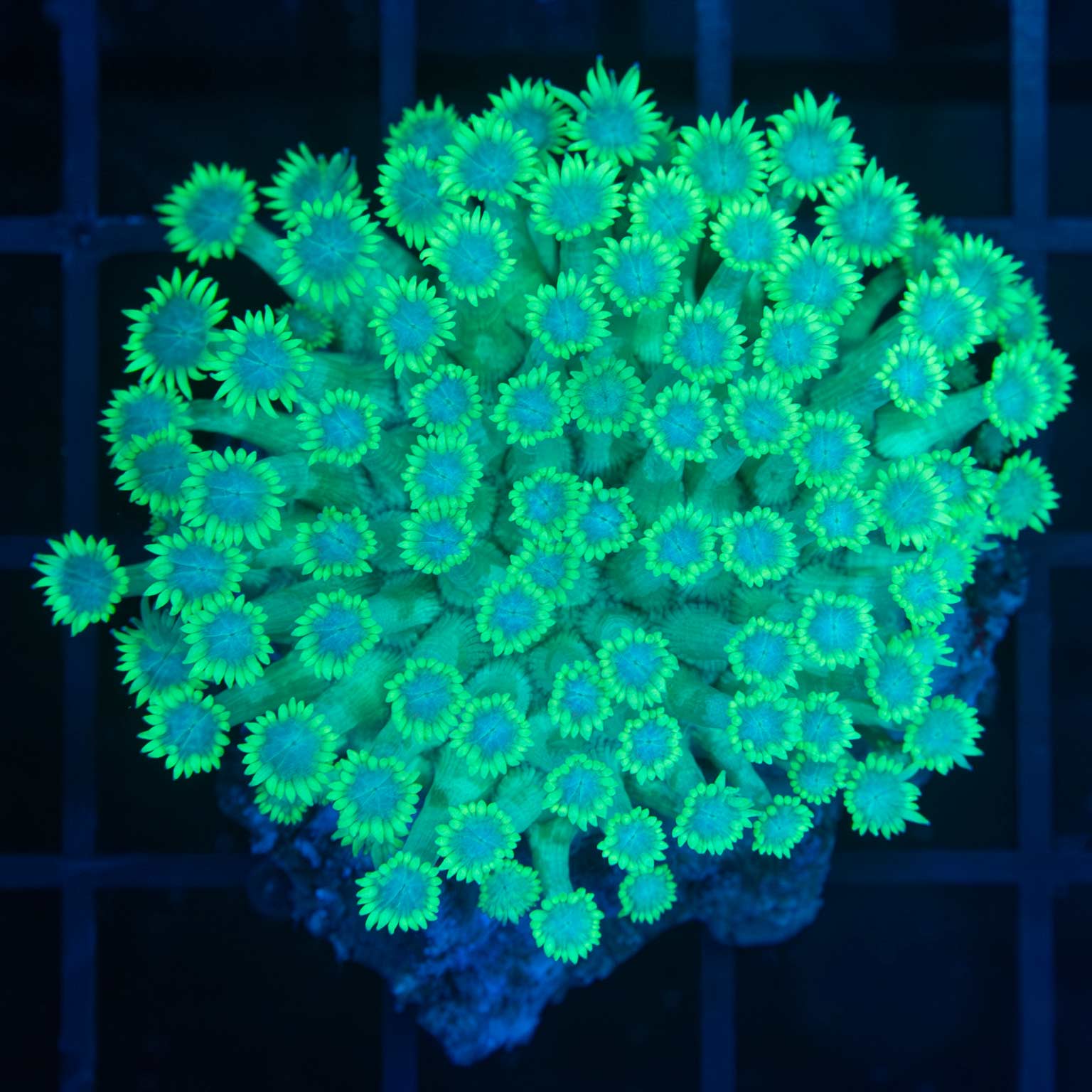 Green and Blue Goni Colony