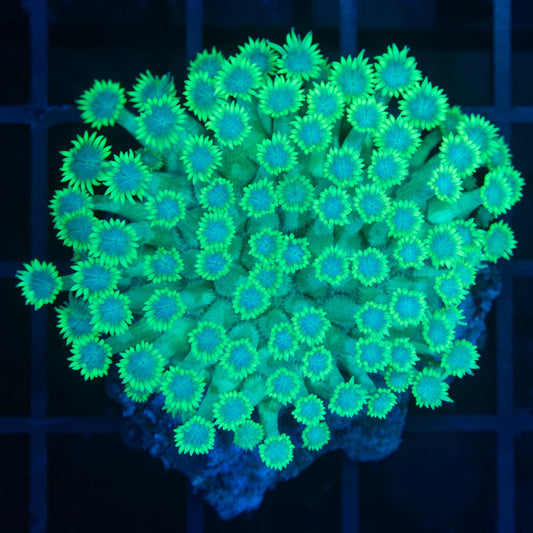 Green and Blue Goni Colony