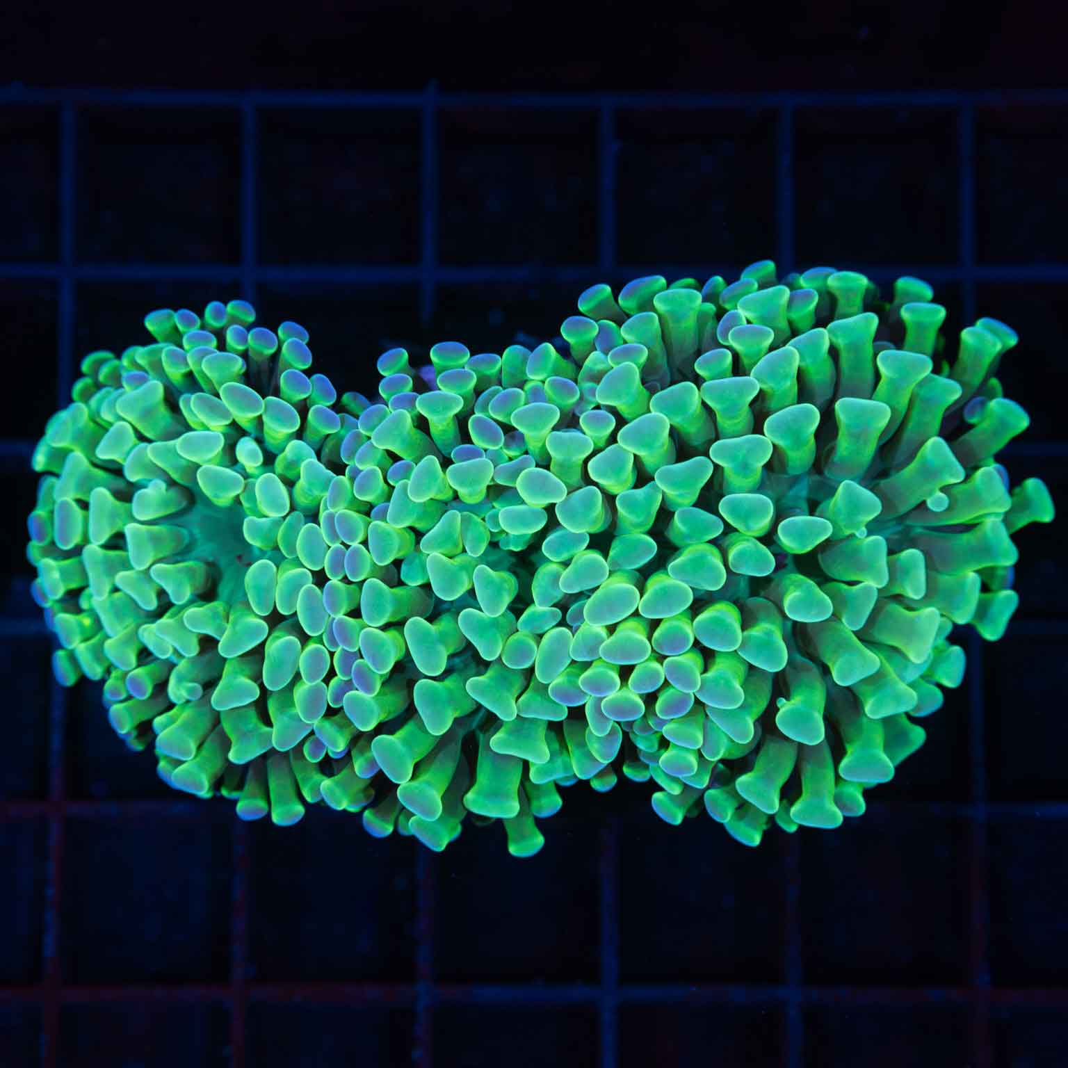 Green and Blue Hammer Coral 3.75"
