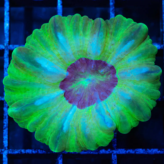 Green and Purple Cynarina 2"