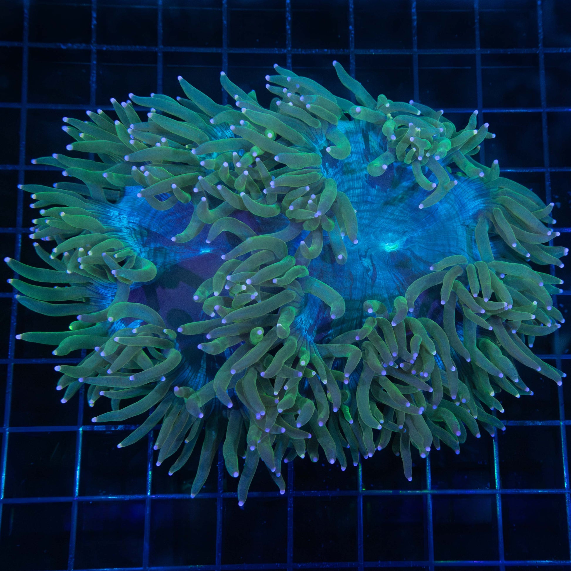 Purple Tip Elegance Coral