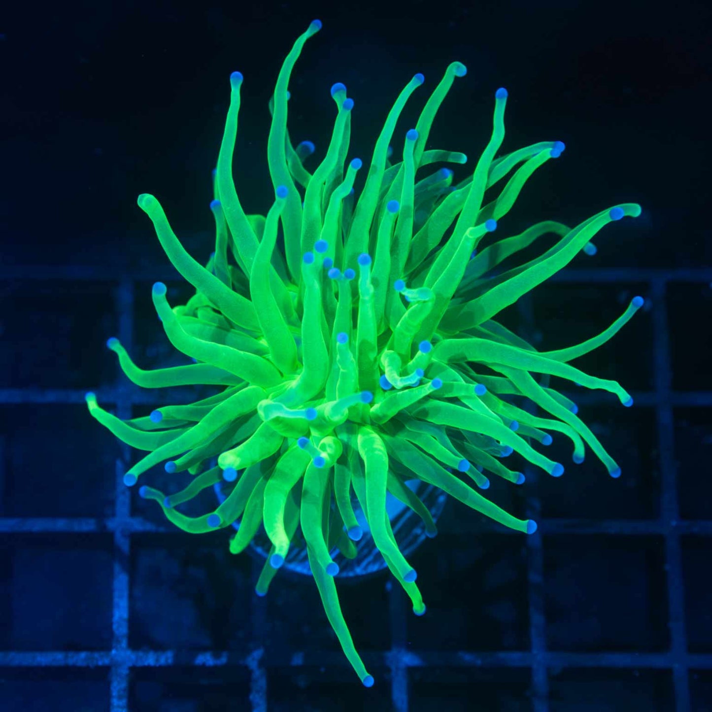 Blue Tip Green Torch