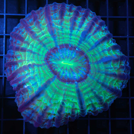 Large Neon Green Cynarina