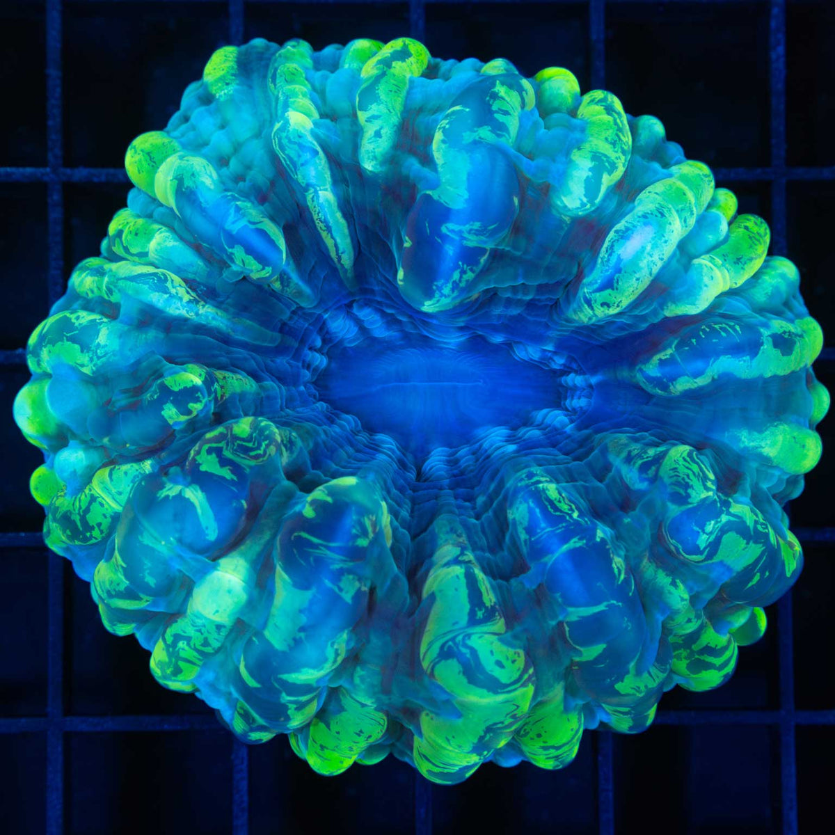 Splatter Cynarina Coral