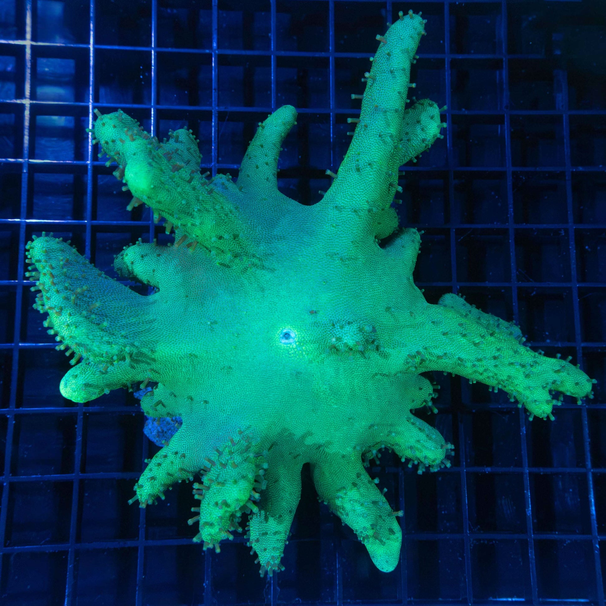 Devils hand leather coral 6"