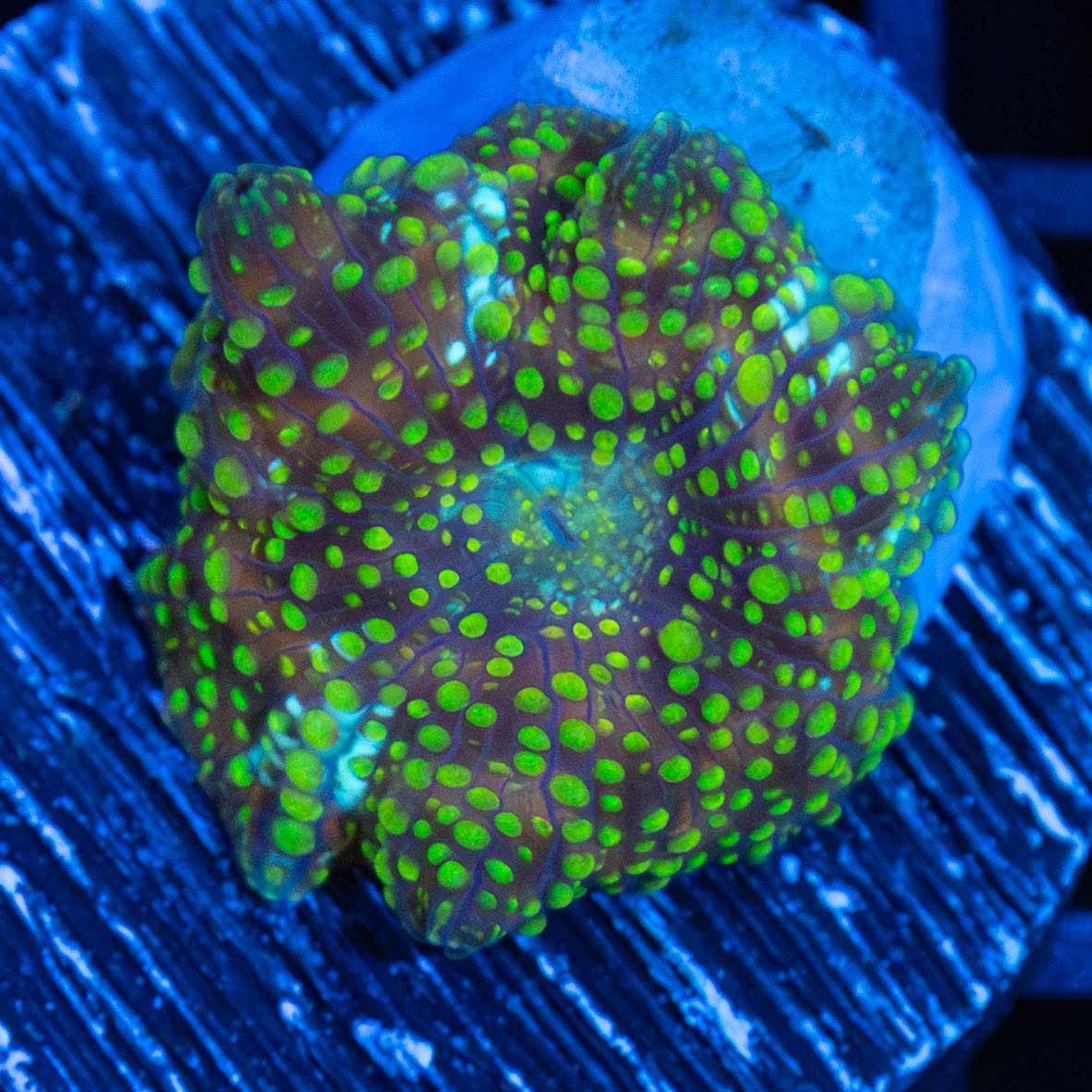 Green Dot Discosoma Mushroom