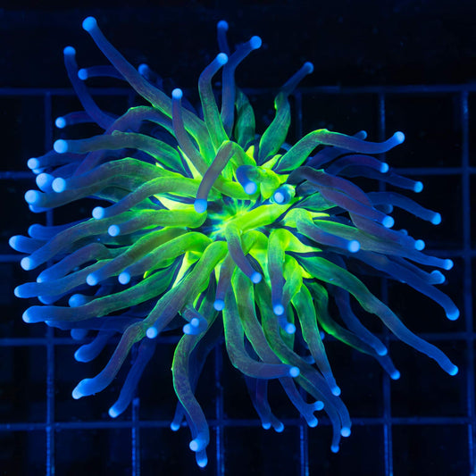 Unique Blue Green Flash Torch