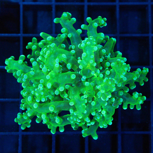 Large Green Frogspawn (Branching)