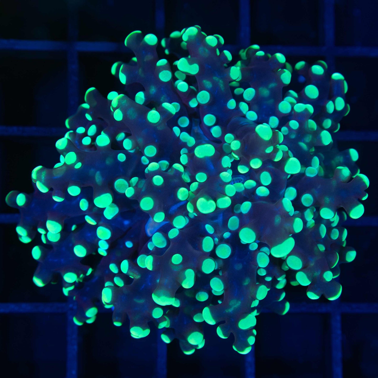 Green Frogspawn Coral