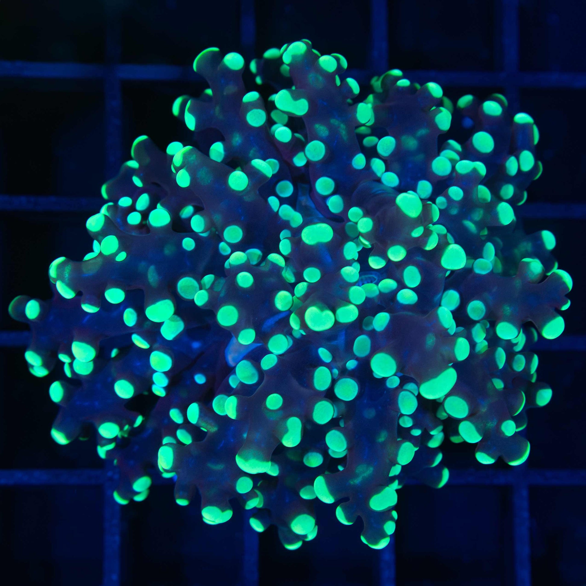 Green Frogspawn Coral