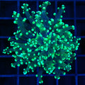 Frogspawn 1