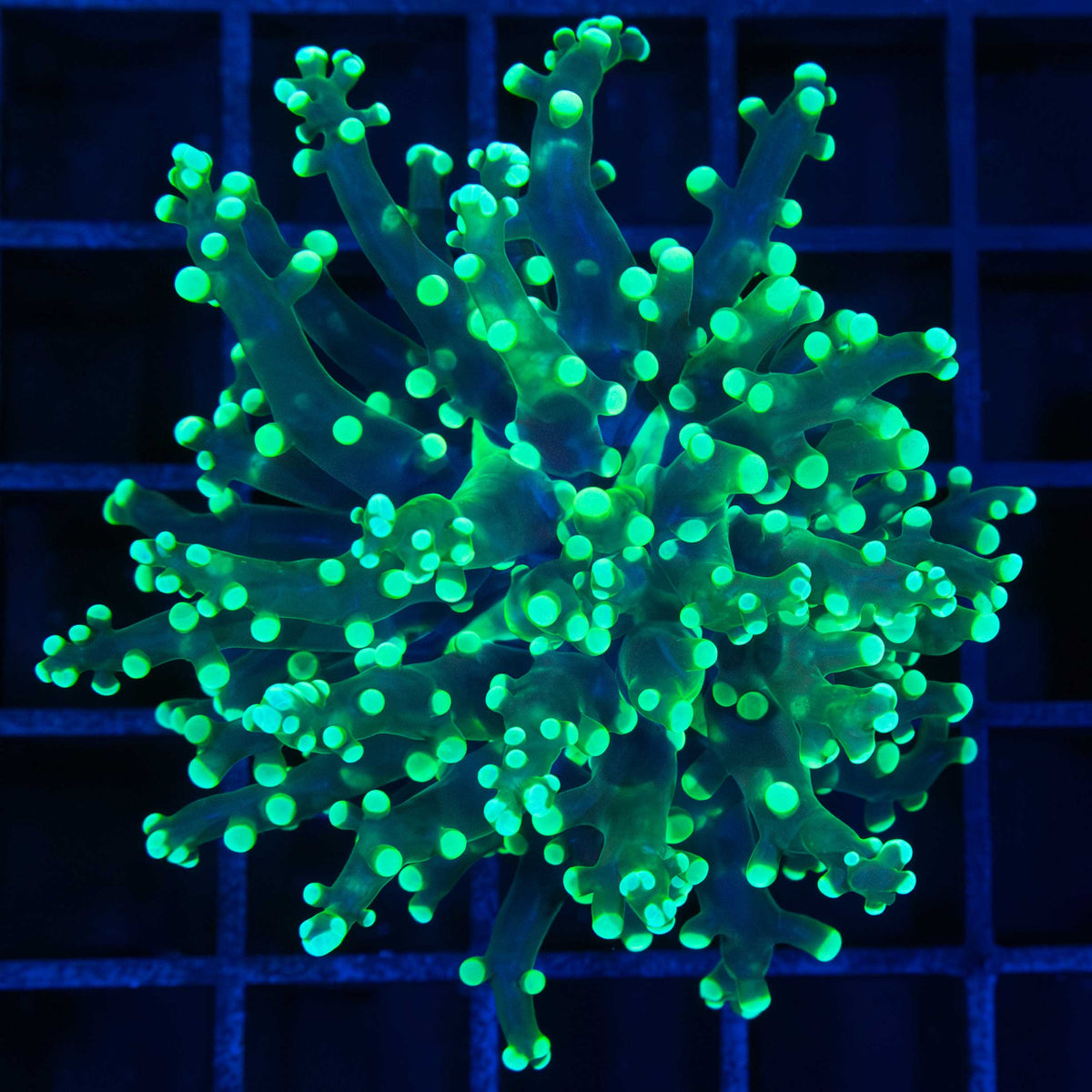 Green Frogspawn Coral