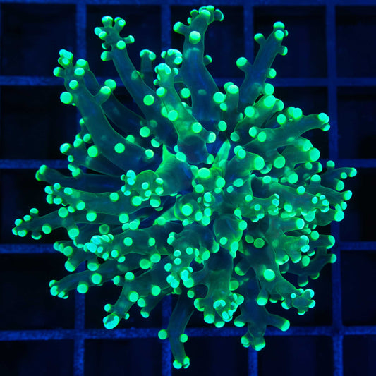 Green Frogspawn Coral
