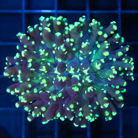 Green Frogspawn Coral (Branching)
