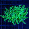 2 Polyps Blue Green Frogspawn Coral
