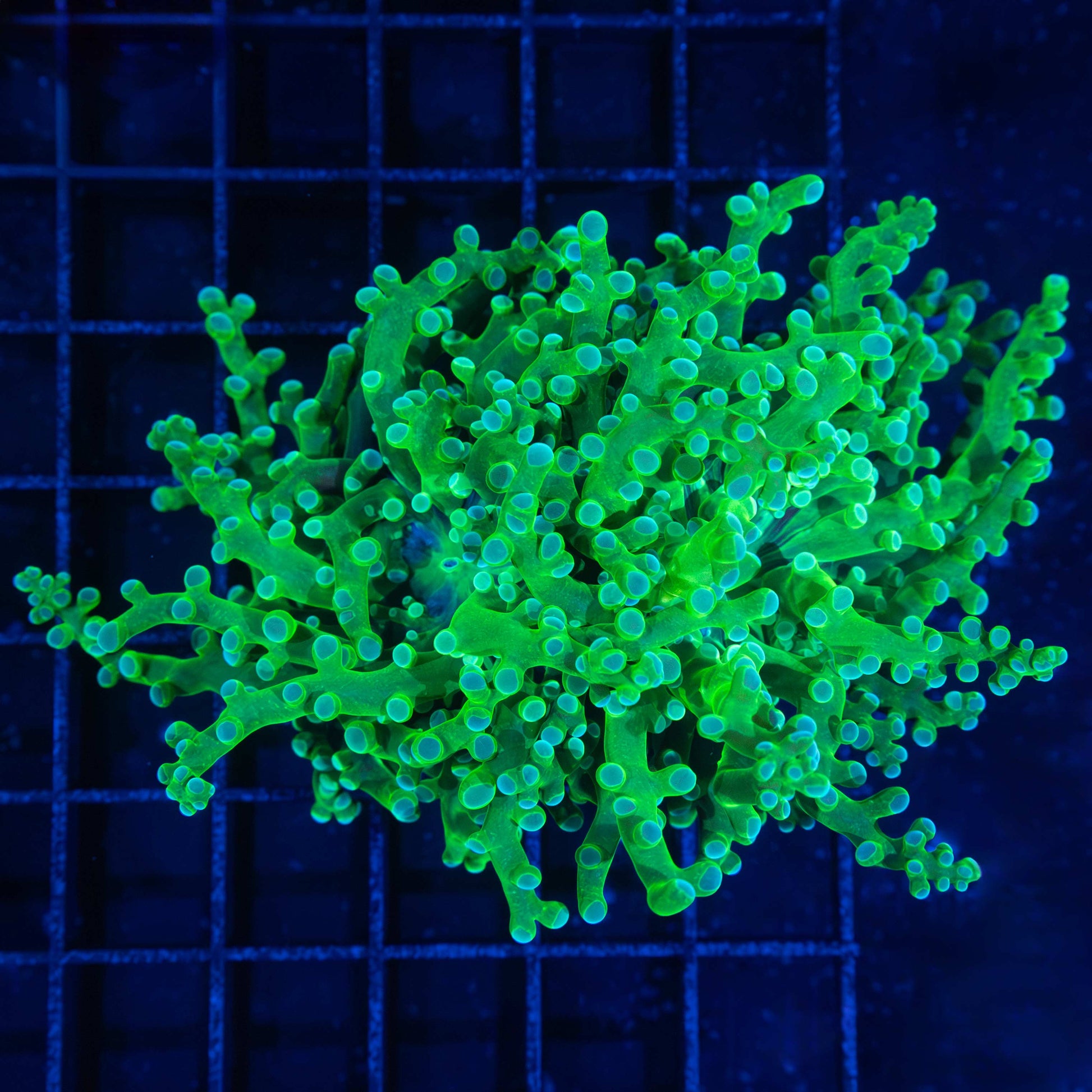2 Polyps Blue Green Frogspawn Coral