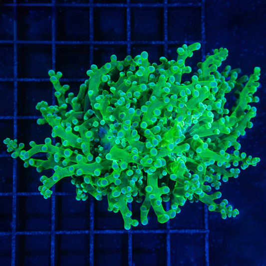2 Polyps Blue Green Frogspawn Coral