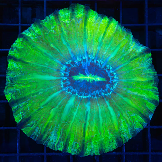 Large Green Glass Cynarina