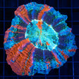 Green Glitter Acanthophyllia 4"