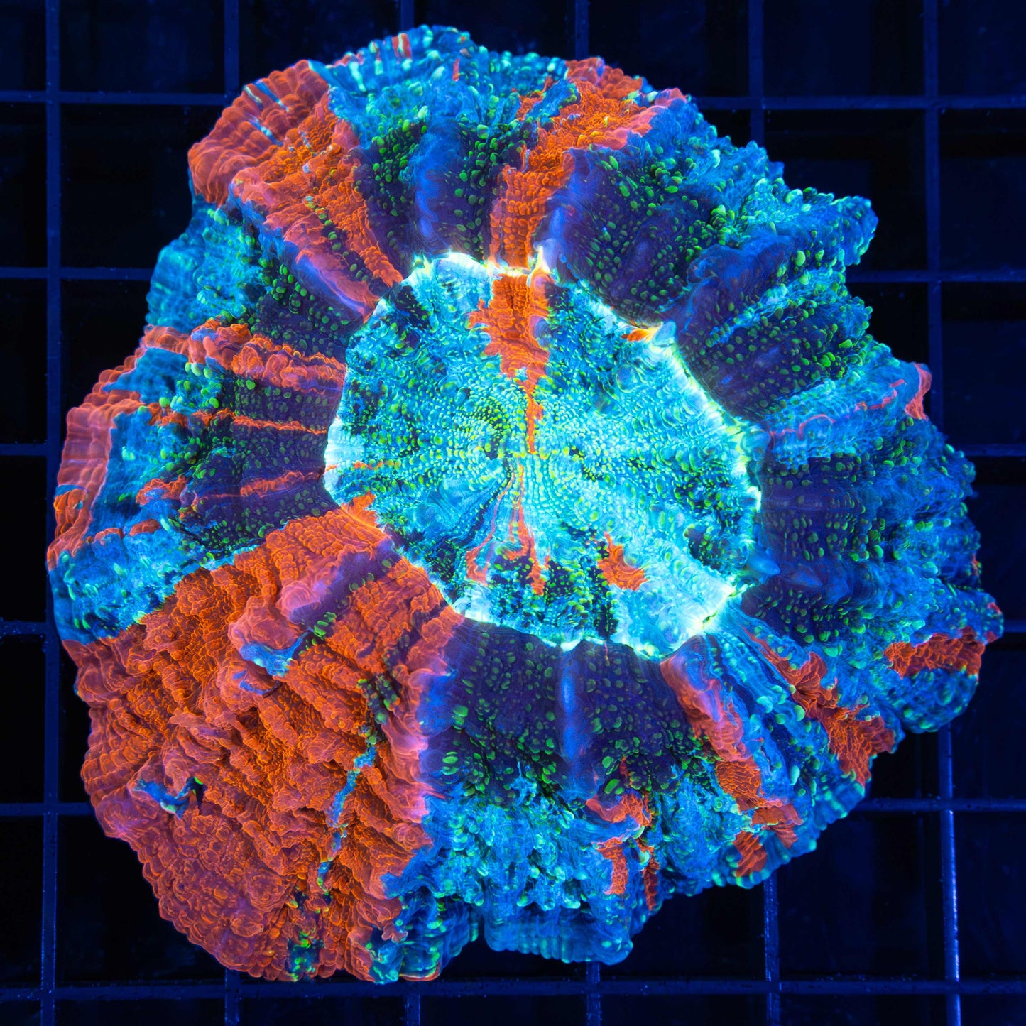 Green Glitter Acanthophyllia 4"