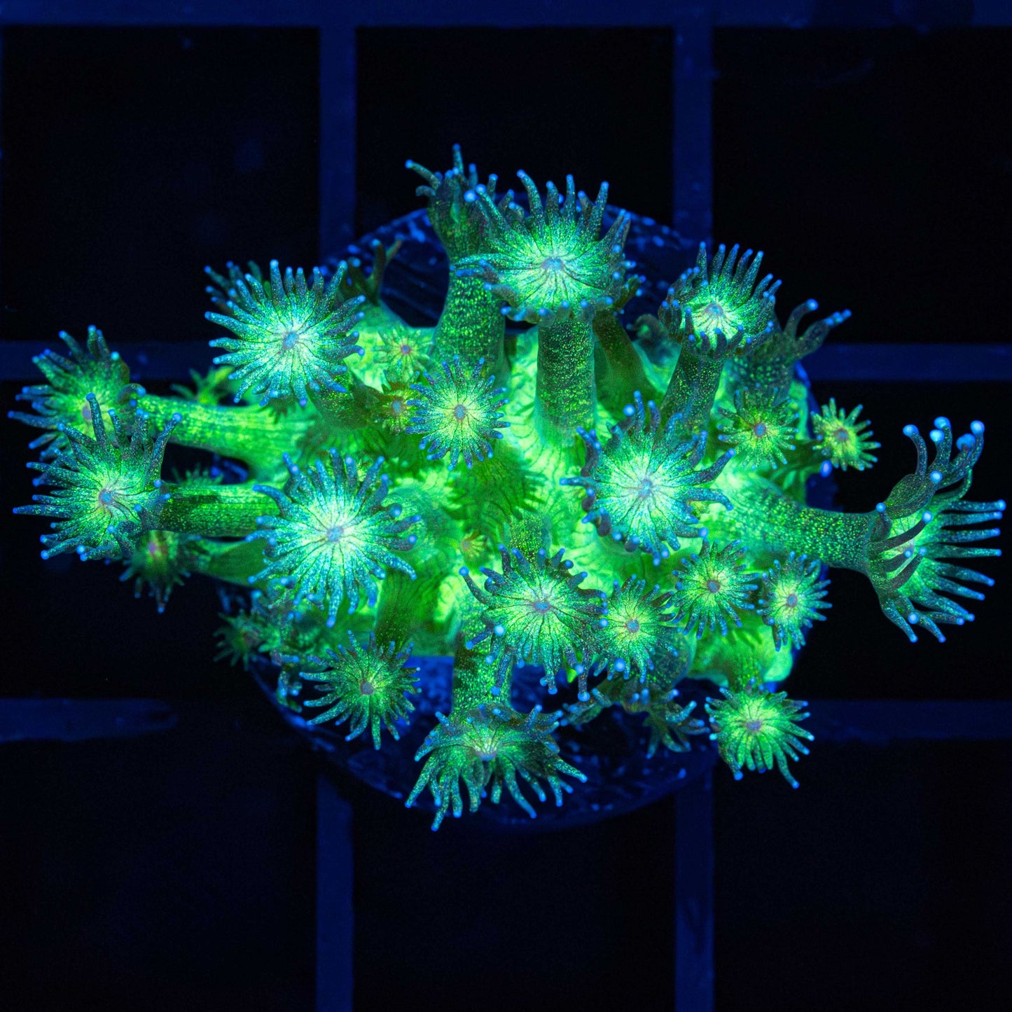 Green Glitter Goniopora