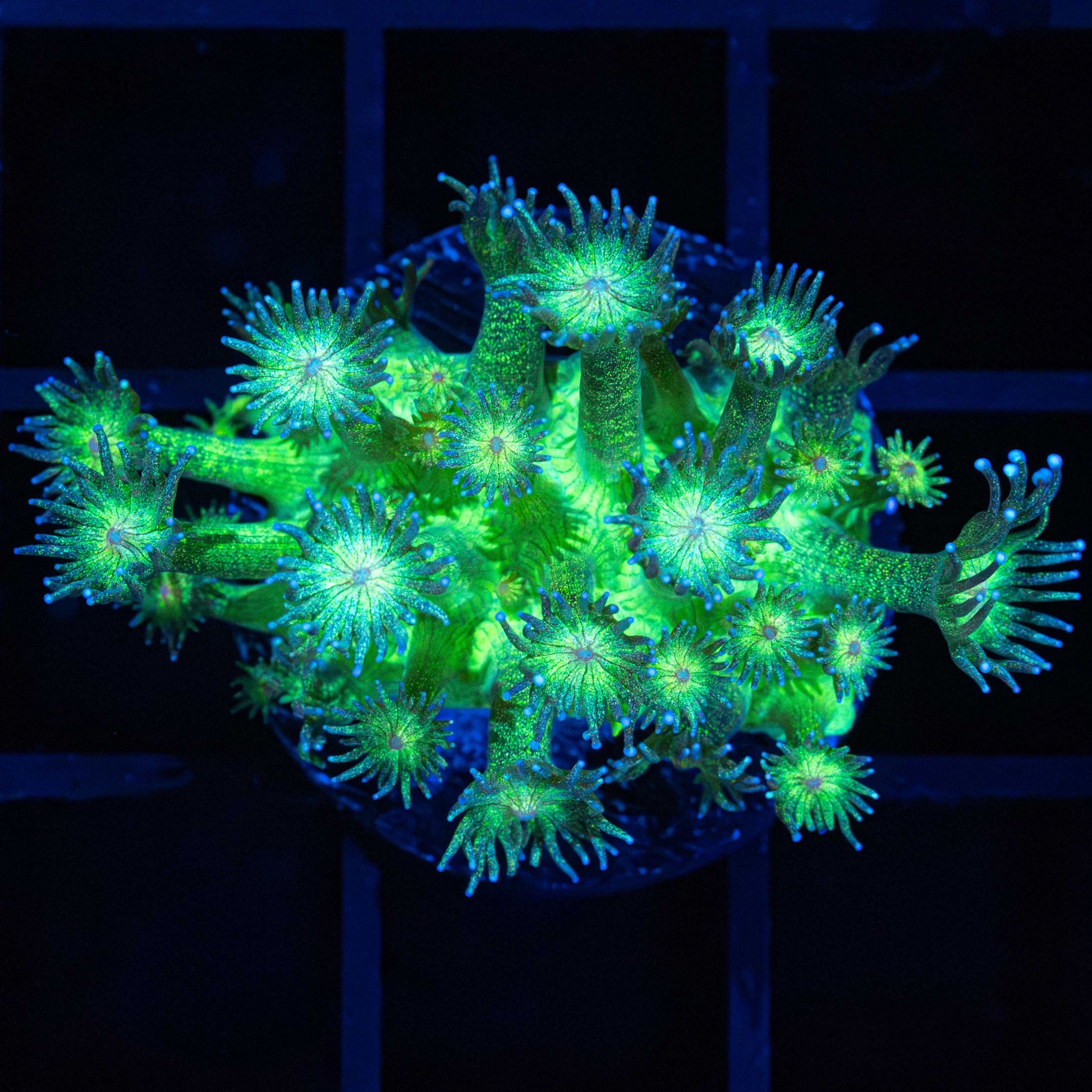 Green Glitter Goniopora