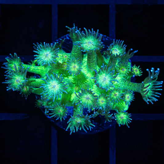 Green Glitter Goniopora