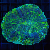 Green Glitter Acanthophyllia