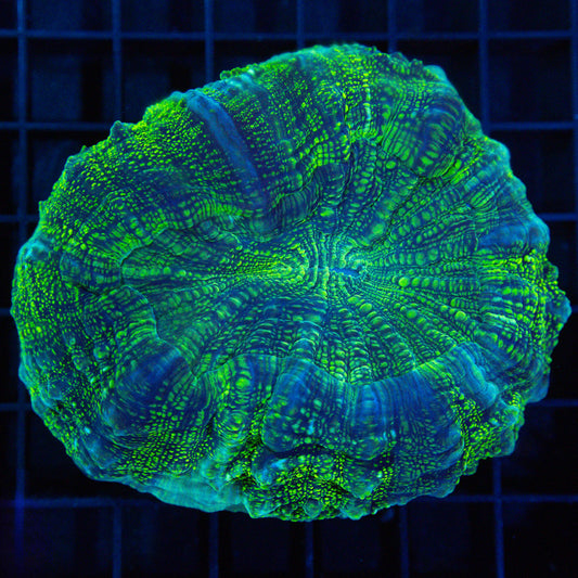 Green Glitter Acanthophyllia