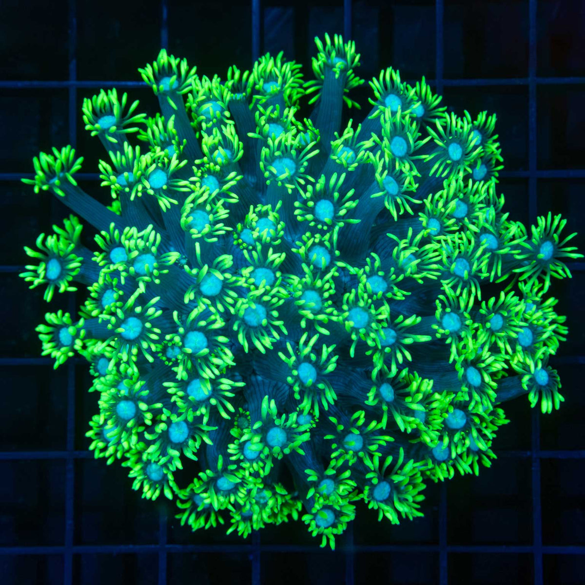 Green Goniopora Coral
