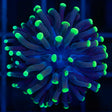green hammer coral