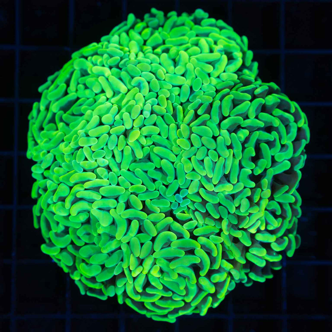 Euphyllia (Torch, Hammer, Frogspawn, Octospawn) Coral for sale